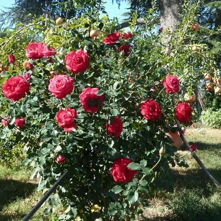 Il Casale Nella Tuscia. Biofarm. Casa Nel Giardino Holiday home *